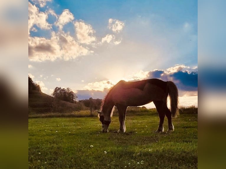 Caballos islandeses Yegua 11 años 145 cm Alazán in Nürensdorf
