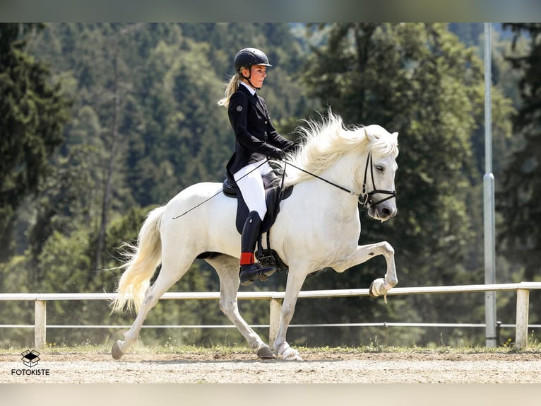 Caballos islandeses Yegua 11 años 145 cm Tordo in Taufkirchen/Trattnach