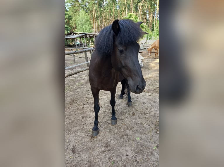 Caballos islandeses Yegua 11 años 147 cm Negro in Spreewaldheide