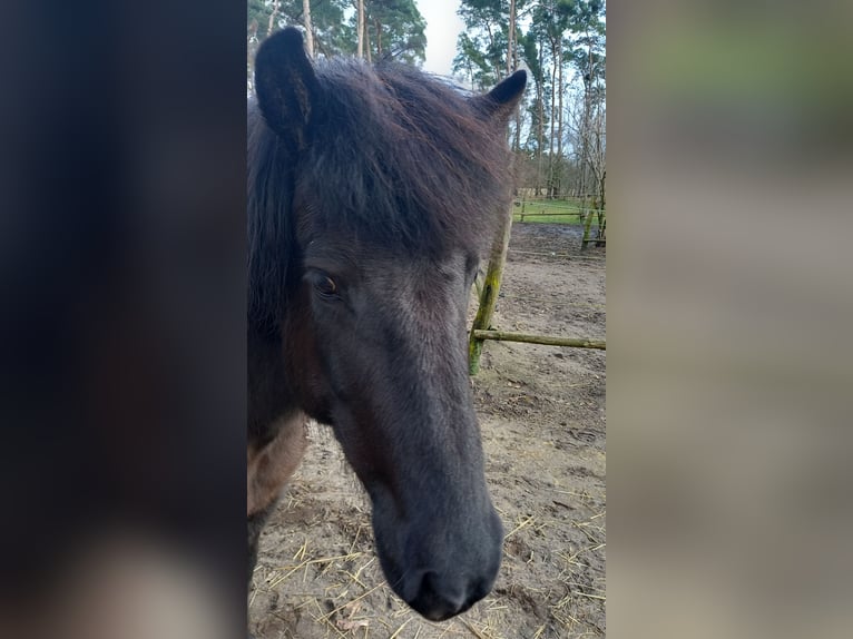 Caballos islandeses Yegua 11 años 147 cm Negro in Spreewaldheide