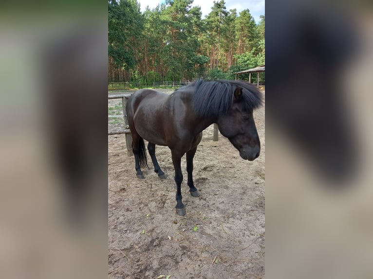 Caballos islandeses Yegua 11 años 147 cm Negro in Spreewaldheide