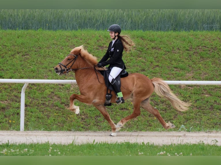 Caballos islandeses Yegua 11 años Alazán in Straßwalchen