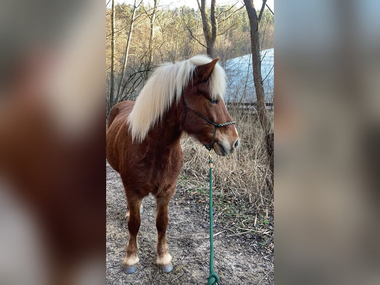 Caballos islandeses Yegua 11 años Alazán in Miesenbach