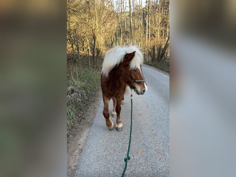 Caballos islandeses Yegua 11 años Alazán in Miesenbach