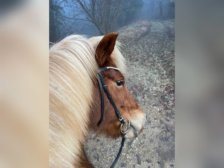 Caballos islandeses Yegua 11 años Alazán in Miesenbach