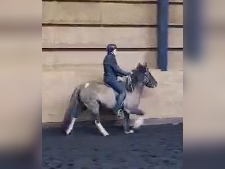 Caballos islandeses Yegua 11 años Pío in Kirkjubæjarklaustur