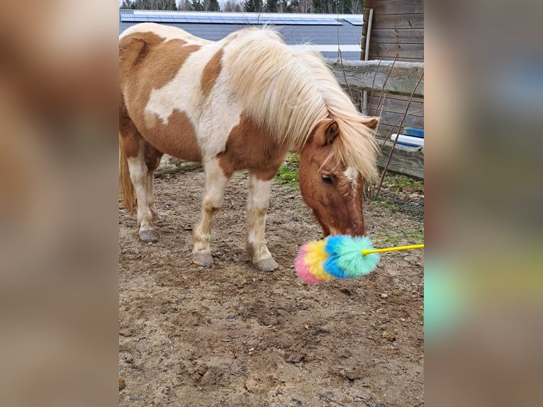 Caballos islandeses Mestizo Yegua 12 años 121 cm Pío in Elterlein