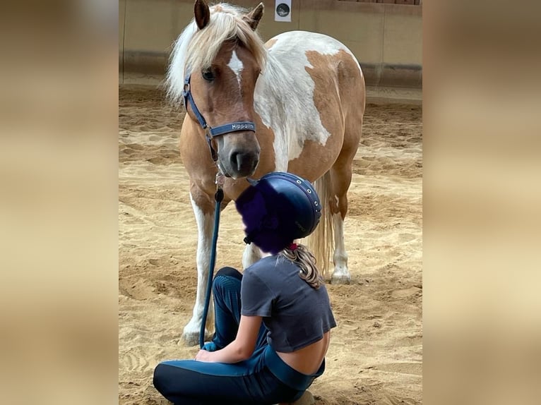 Caballos islandeses Mestizo Yegua 12 años 121 cm Pío in Elterlein