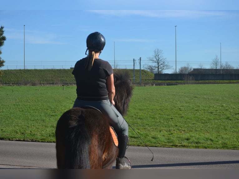 Caballos islandeses Yegua 12 años 130 cm Castaño in Breda