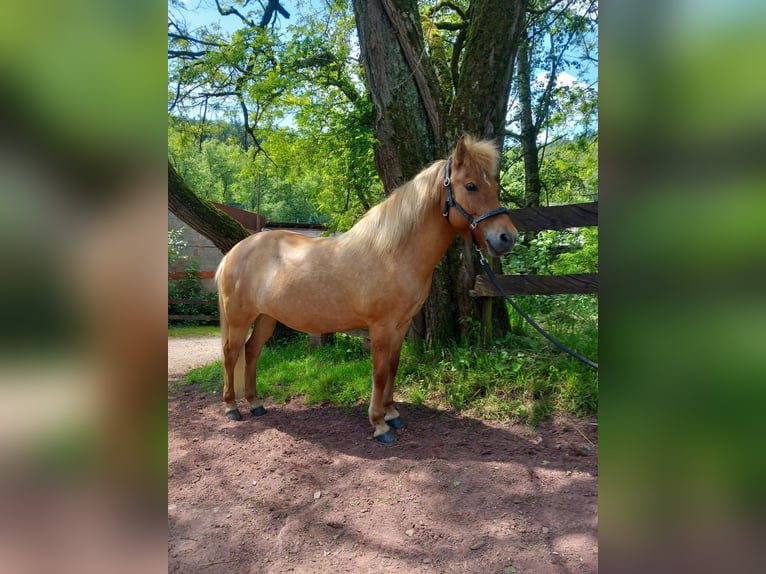 Caballos islandeses Yegua 12 años 134 cm Bayo in Walshausen