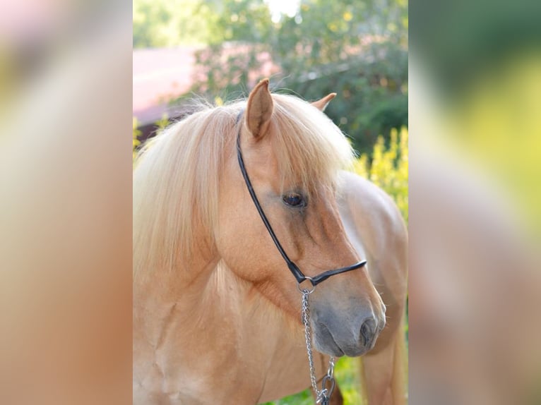 Caballos islandeses Yegua 12 años 134 cm Bayo in Walshausen