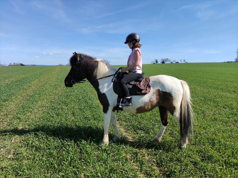 Caballos islandeses Mestizo Yegua 12 años 134 cm Pío in Pfaffengrün