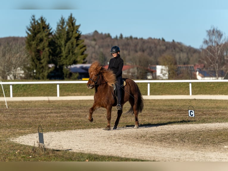 Caballos islandeses Yegua 12 años 135 cm Alazán in Hohenstein Meidelstetten