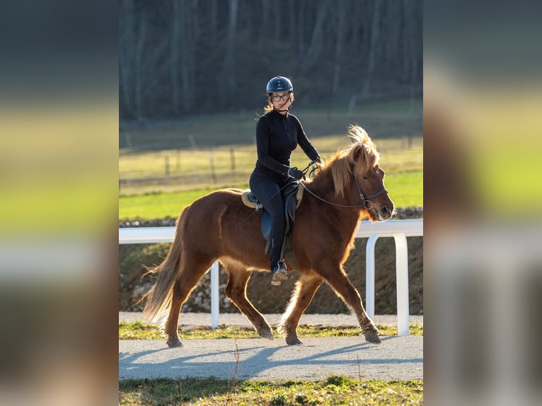 Caballos islandeses Yegua 12 años 135 cm Alazán in Hohenstein Meidelstetten