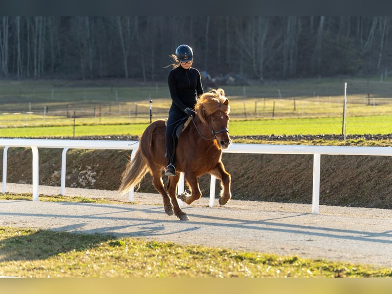 Caballos islandeses Yegua 12 años 135 cm Alazán in Hohenstein Meidelstetten