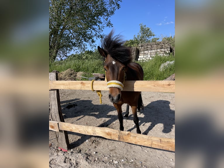 Caballos islandeses Yegua 12 años 135 cm Castaño in Schwedeneck