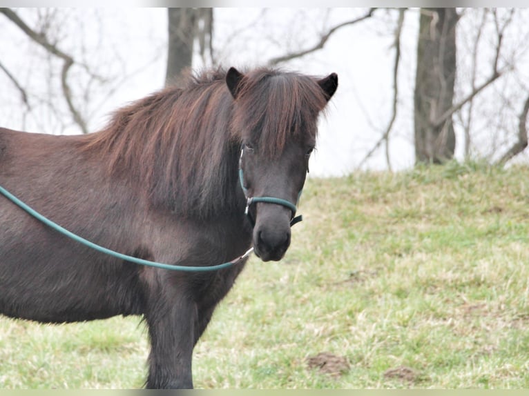 Caballos islandeses Yegua 12 años 135 cm Morcillo in Duisburg