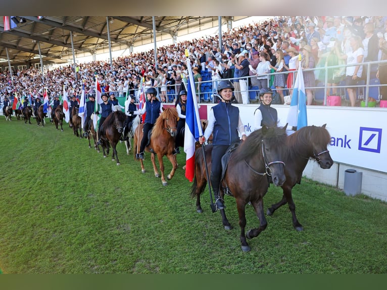 Caballos islandeses Yegua 12 años 135 cm Morcillo in Duisburg