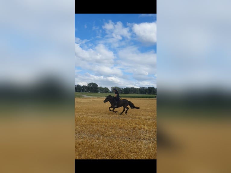 Caballos islandeses Yegua 12 años 135 cm Morcillo in Duisburg