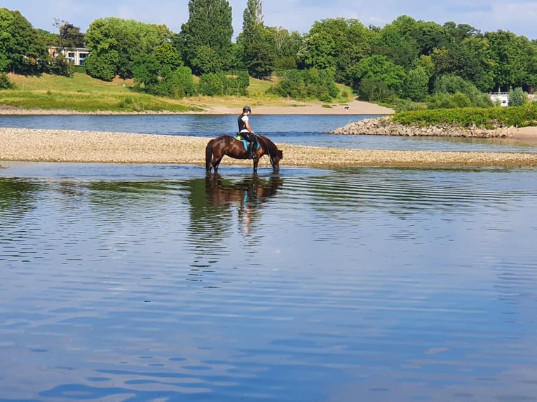 Caballos islandeses Yegua 12 años 135 cm Morcillo in Duisburg