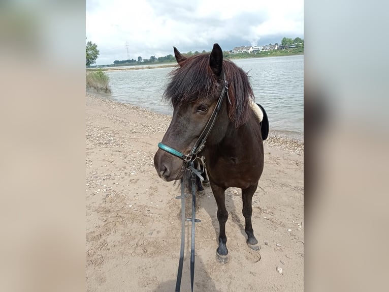 Caballos islandeses Yegua 12 años 135 cm Morcillo in Duisburg