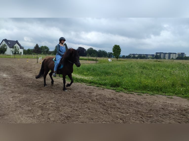 Caballos islandeses Yegua 12 años 135 cm Morcillo in Duisburg