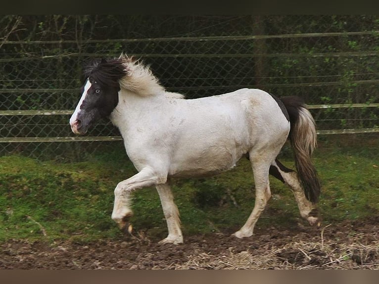 Caballos islandeses Yegua 12 años 136 cm Pío in Saarland