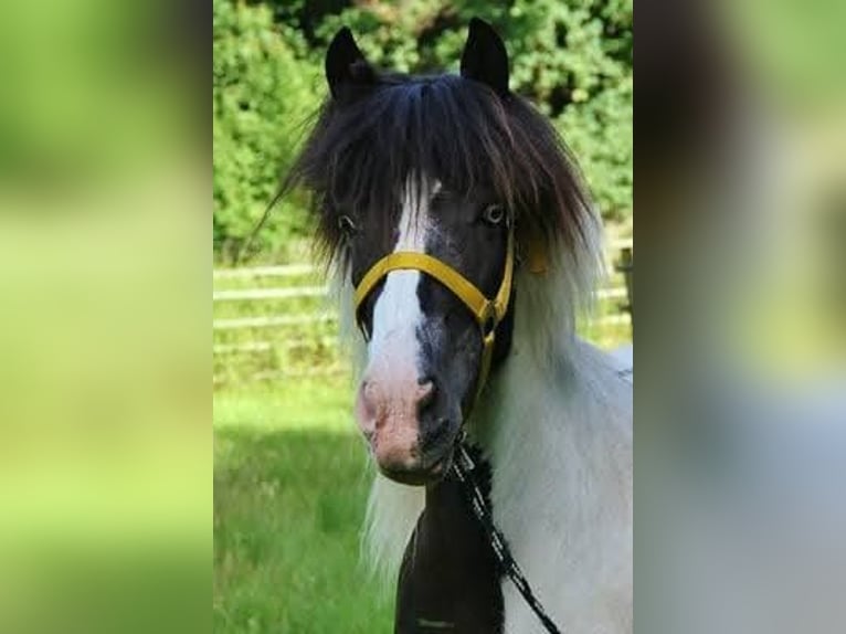 Caballos islandeses Yegua 12 años 136 cm Pío in Saarland