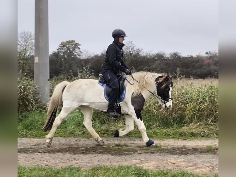 Caballos islandeses Yegua 12 años 136 cm Pío in Hungen