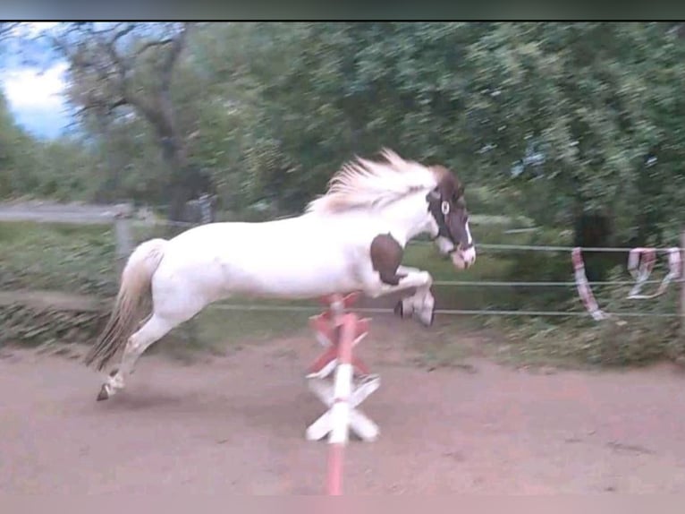 Caballos islandeses Yegua 12 años 136 cm Pío in Hungen