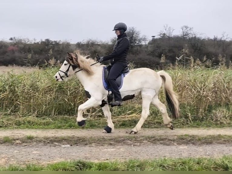 Caballos islandeses Yegua 12 años 136 cm Pío in Hungen