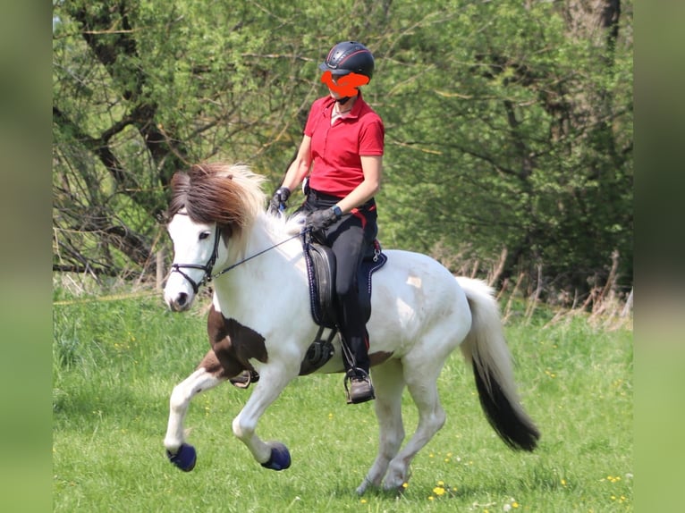 Caballos islandeses Yegua 12 años 136 cm Pío in Hungen