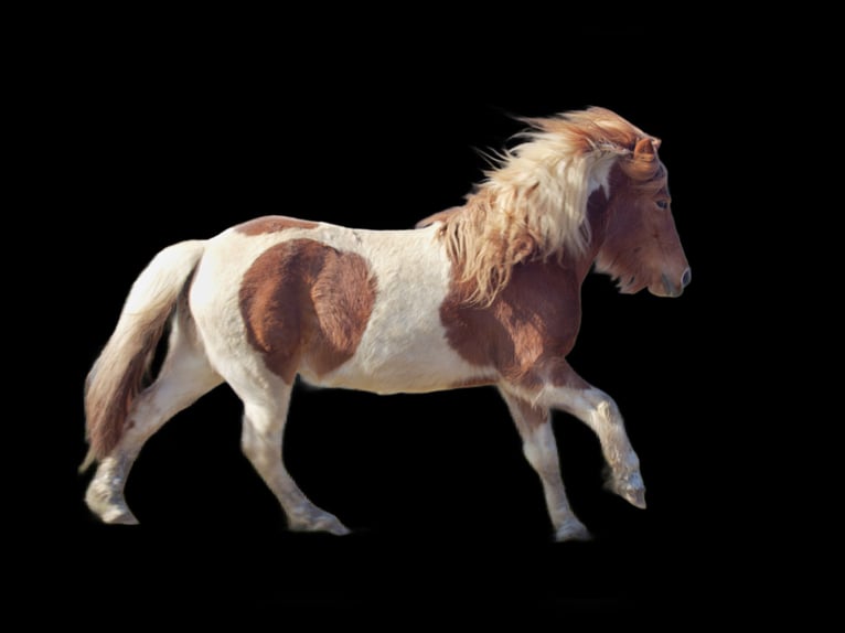 Caballos islandeses Yegua 12 años 137 cm Pío in Viersen