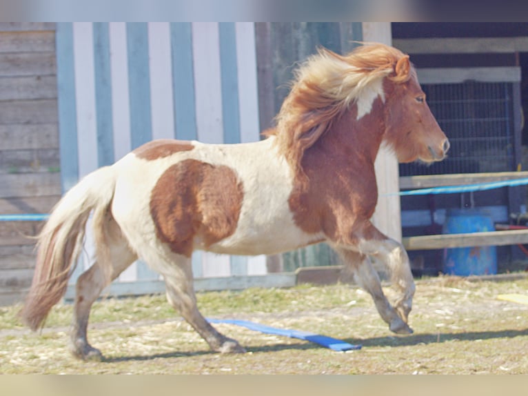 Caballos islandeses Yegua 12 años 137 cm Pío in Viersen