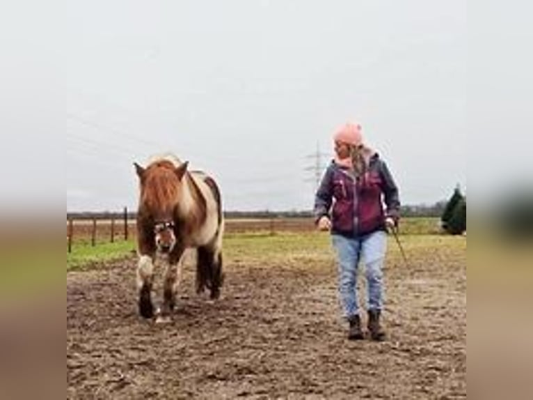 Caballos islandeses Yegua 12 años 137 cm Pío in Viersen