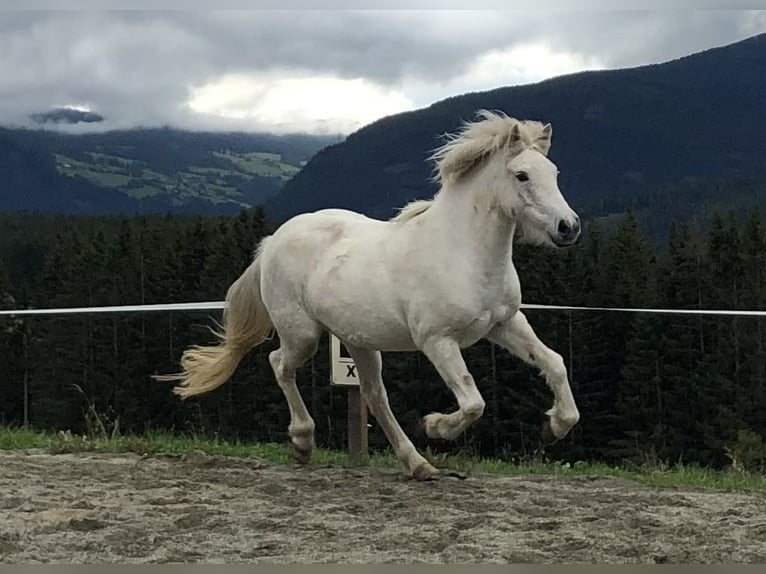 Caballos islandeses Yegua 12 años 137 cm Tordo in Schweibern