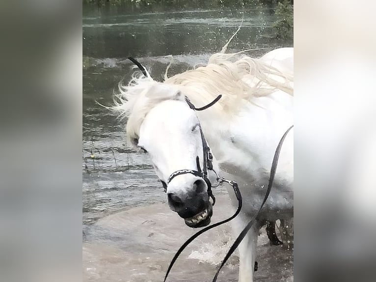 Caballos islandeses Yegua 12 años 137 cm Tordo in Schweibern