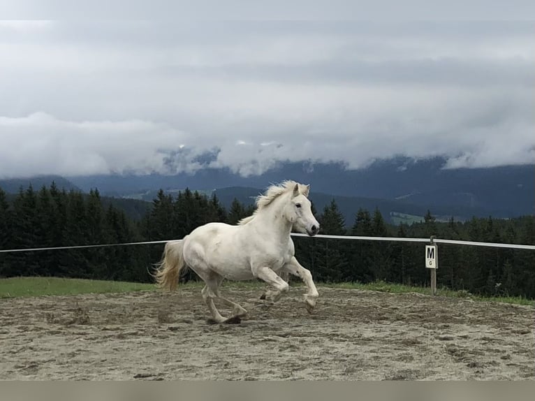 Caballos islandeses Yegua 12 años 137 cm Tordo in Schweibern