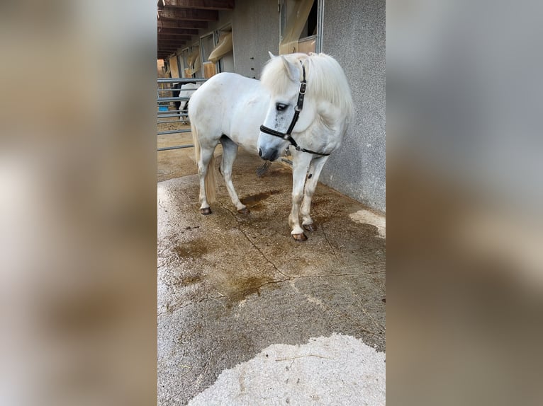 Caballos islandeses Yegua 12 años 137 cm Tordo in Schweibern