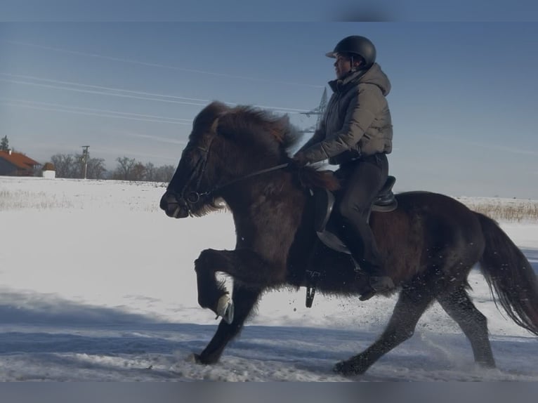 Caballos islandeses Yegua 12 años 138 cm Castaño in Teisendorf