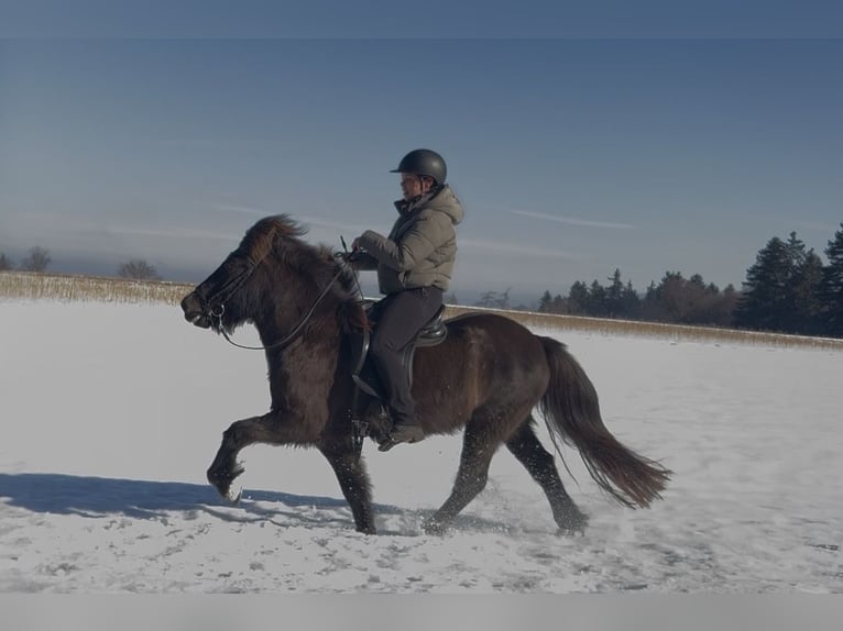 Caballos islandeses Yegua 12 años 138 cm Castaño in Teisendorf