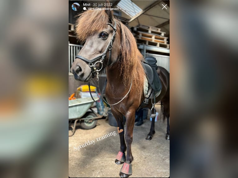 Caballos islandeses Yegua 12 años 138 cm Morcillo in Helmond