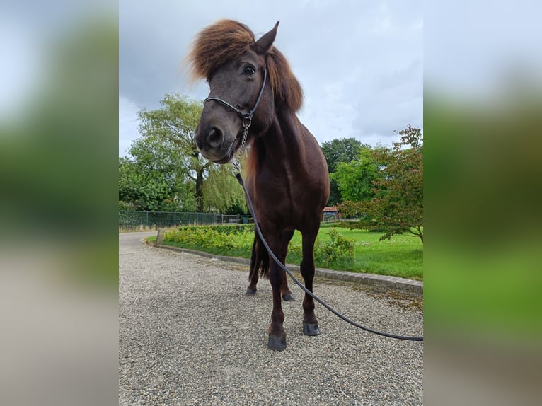 Caballos islandeses Yegua 12 años 138 cm Negro in Evertsoord