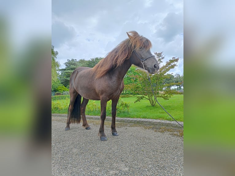 Caballos islandeses Yegua 12 años 138 cm Negro in Evertsoord