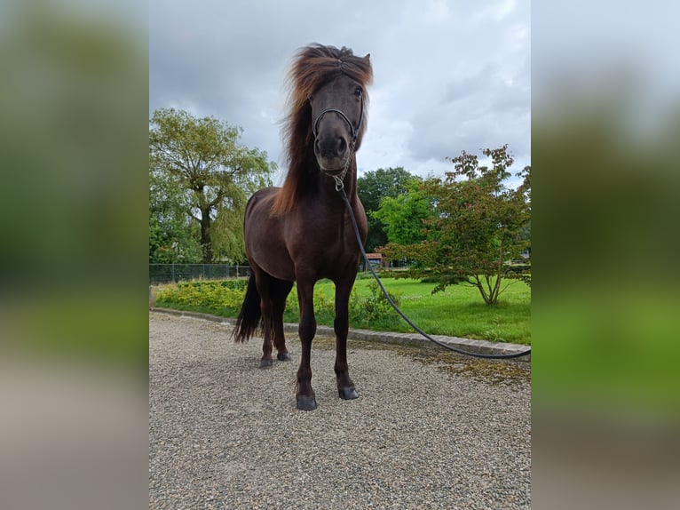 Caballos islandeses Yegua 12 años 138 cm Negro in Evertsoord