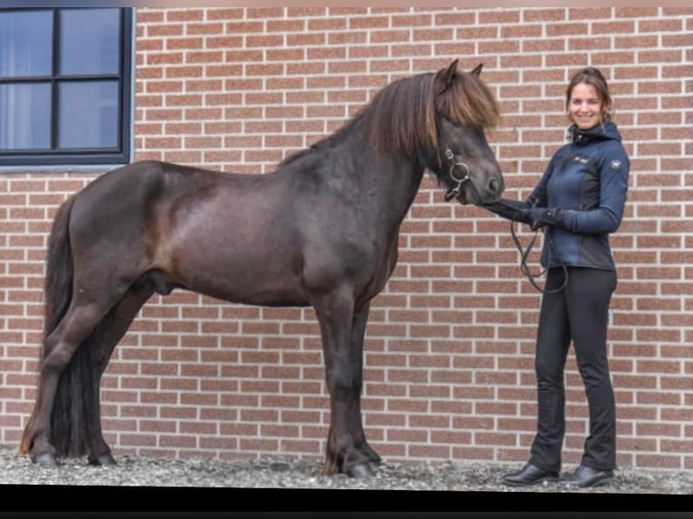 Caballos islandeses Yegua 12 años 138 cm Negro in Evertsoord