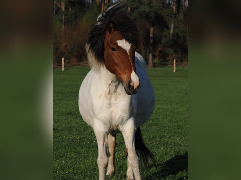 Caballos islandeses Yegua 12 años 138 cm Pío in Dahlenburg