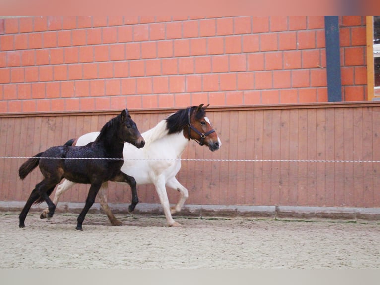 Caballos islandeses Yegua 12 años 138 cm Pío in Dahlenburg