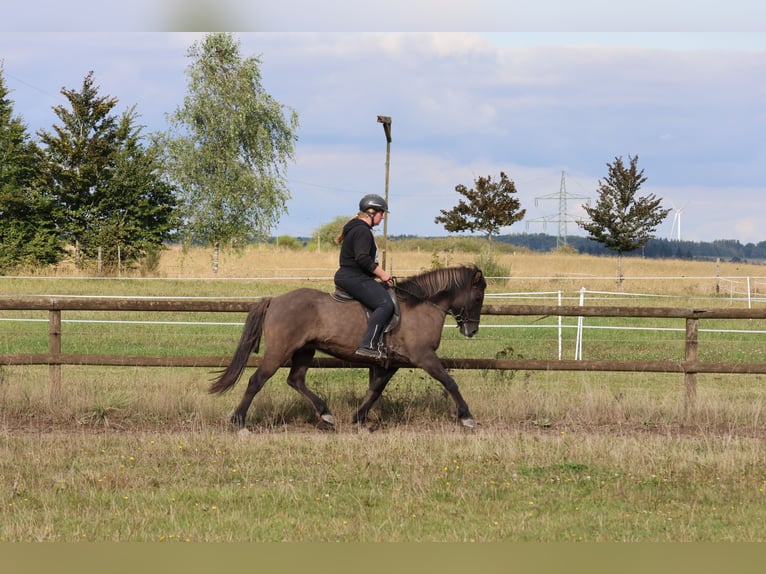 Caballos islandeses Yegua 12 años 139 cm Bayo in Minderlittgen