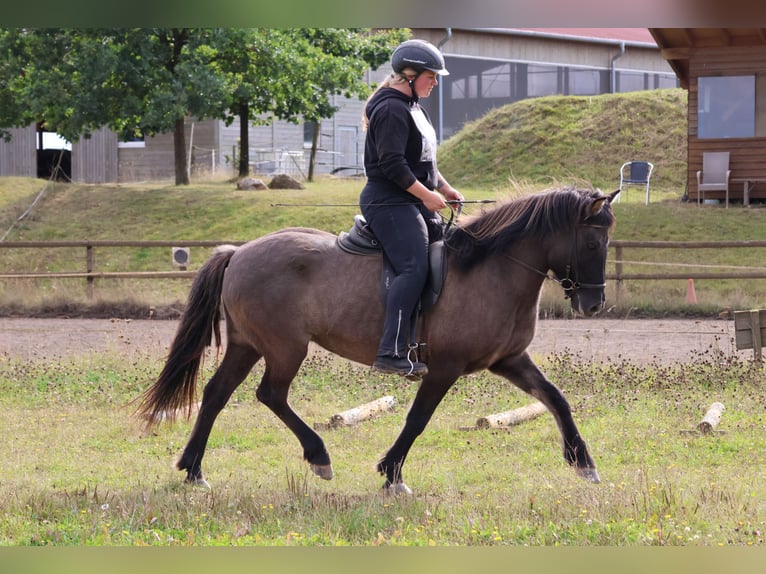 Caballos islandeses Yegua 12 años 139 cm Bayo in Minderlittgen